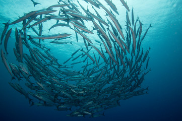 A school of barracuda in formation