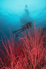 Fototapeta na wymiar Pink soft coral below a diver