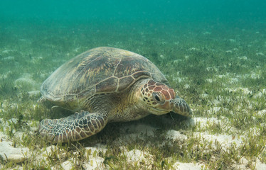 Green turtle rests in seagrass