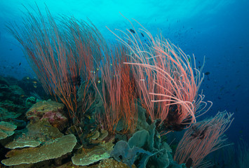 Soft coral in healthy coral reef © The Ocean Agency