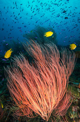Yellow fish near pink coral