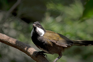 Fototapeta premium this is a close up of a eastern whipbird