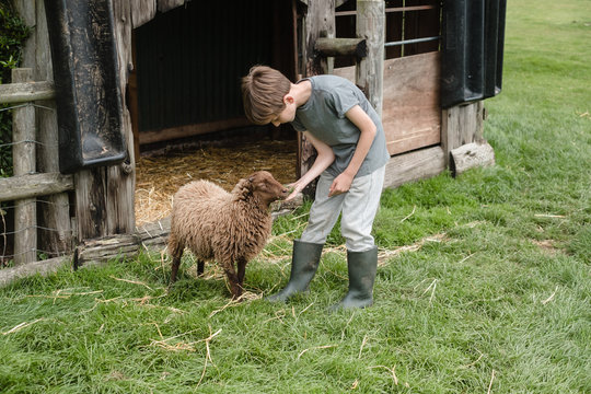 Child has fun feeding and petting animals at the petting zoo