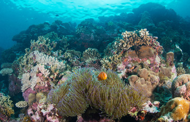Clownfish and anemone on a healthy reef