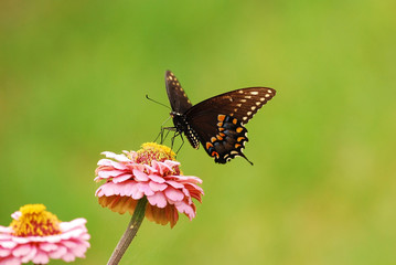 Fototapeta na wymiar Swallowtail Butterfly (Papilio glaucus)