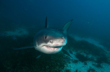 Shark swims to camera with teeth