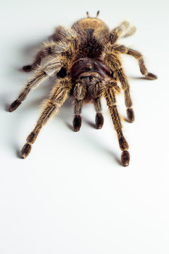 tarantula