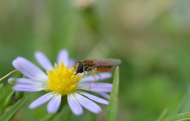 Macro photo of a flower fly (hover fly) on a tiny daisy flower