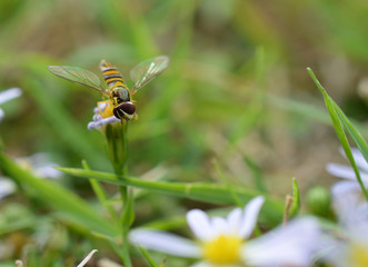 Macro photo of a flower fly (hover fly) on a tiny daisy flower