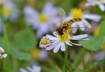 Macro photo of a flower fly (hover fly) on a tiny daisy flower
