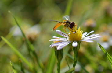 Macro photo of a flower fly (hover fly) on a tiny daisy flower