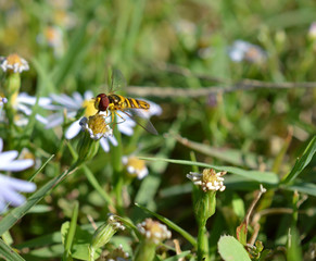 Macro photo of a flower fly (hover fly) on a tiny daisy flower