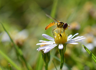 Macro photo of a flower fly (hover fly) on a tiny daisy flower