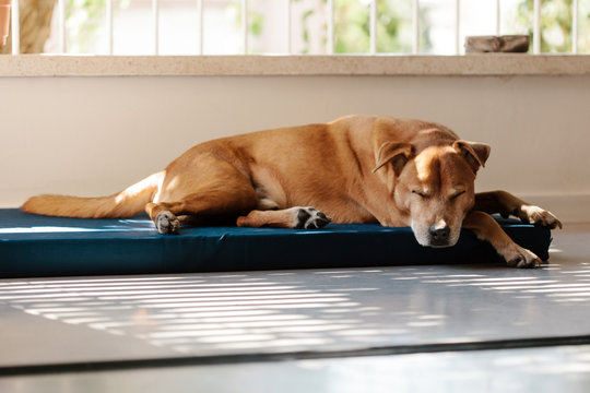 Dog Lazing at Porch