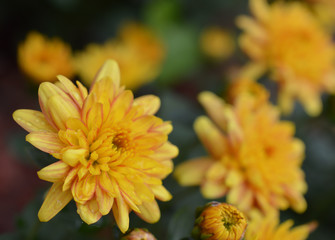 Obraz premium Close up of a yellow mum or chrysanthemum flower 