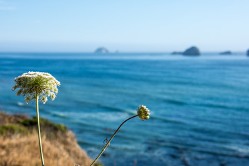 Selective focus on a pretty white wildflower along the Oregon coastline. blurred background of Pacific Ocean and sea stacks