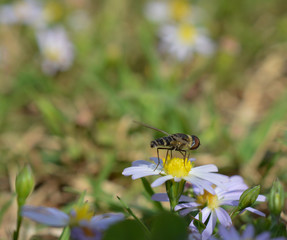 Macro photo of a flower fly (hover fly) on a tiny daisy flower