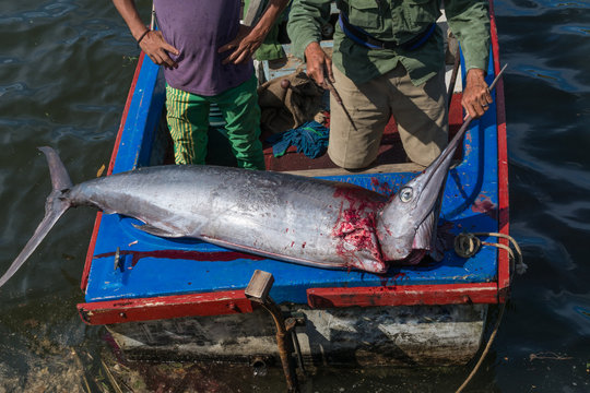 El pescador est&aacute; preparando su cuchillo para cortar la cabeza del pez espada.