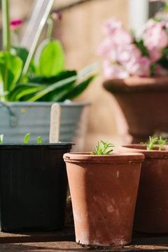 Young plant seedlings growing in small pots in a greenhouse