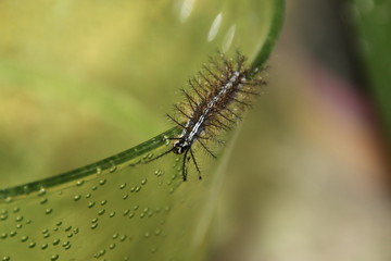 Venomous caterpillar on glass edge