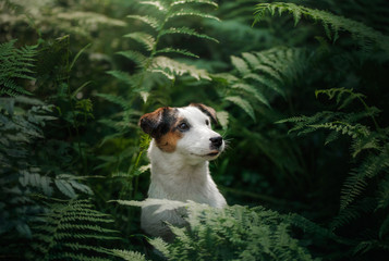 The dog in the woods. Jack Russell Terrier in the fern. Cute little pet in nature.