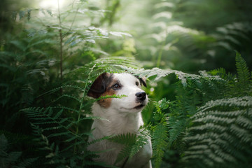 The dog in the woods. Jack Russell Terrier in the fern. Cute little pet in nature.
