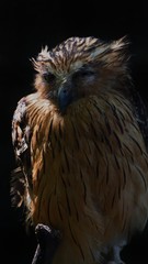 The tawny fish owl is a species of owl in the genus Ketupa. It is clear from several shared characteristics that the more typical Bubo and fish owls are indeed related