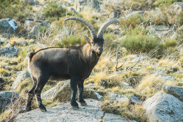 capra pyrenaica victoriae