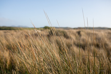 Fototapeta premium Native grass closeup at Cotters Beach, Wilsons Promotory, Victoria, Australia.
