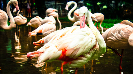 Flamingues