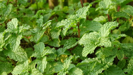 MINT LEAVES