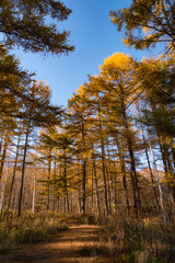 北海道の秋の並木道