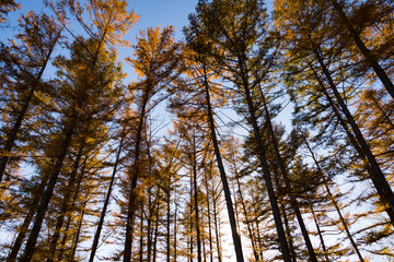 北海道の秋の並木道