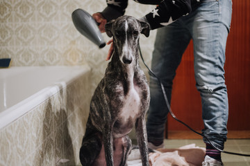 A spanish greyhound being dried after having a bath