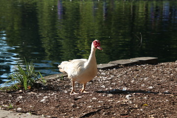 Muscovy duck bird blue water lake or pond.
