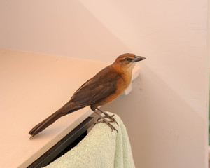 Great-tailed Grackle