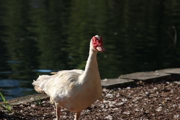 Fototapeta premium Muscovy duck bird blue water lake or pond.