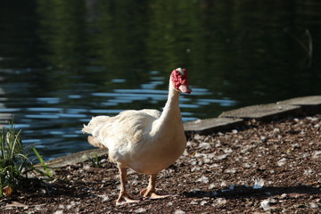 Muscovy duck bird blue water lake or pond.