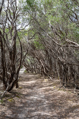 Tea trees along the Little Oberon walking track, Wilsons Promotory, Victoria, Australia