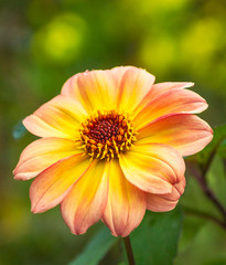 Yellow Dahlia