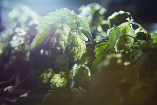 Fresh green hop branch
