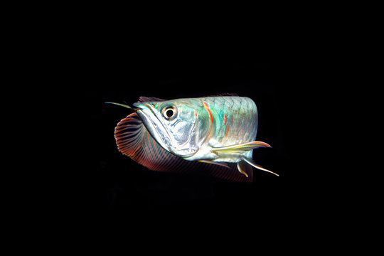 50 件の最適な シルバーアロワナ 画像 ストック写真 ベクター Adobe Stock 50 件の最適な シルバーアロワナ 画像 ストック写真 ベクター Adobe Stock
