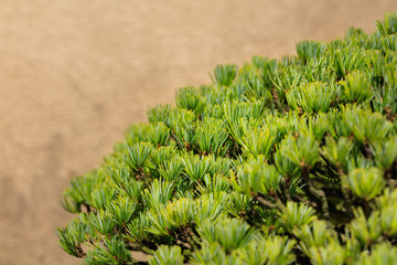Bonsai - Five leaf pine -