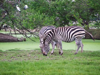 Fototapeta na wymiar Zebra is feeding grass