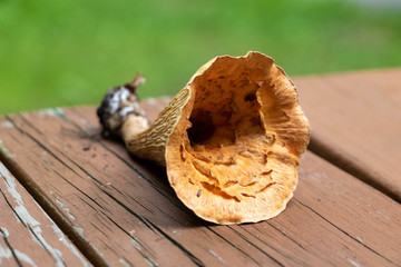 A woolly chanterelle mushroom, closeup