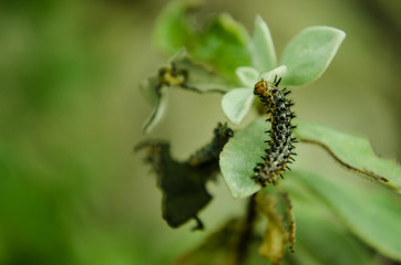 Black caterpillar with spines and orange eyes, insect feeding on green leaves in rainy weather