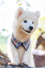 White samoyed puppy dog outdoor in park. Portrait of Samoyed standing on the grass in the park.