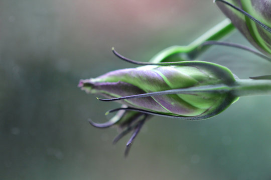 Lisianthus Macro
