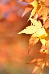 モミジの紅葉



