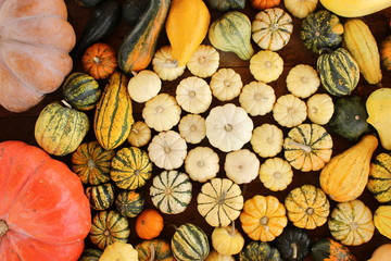 pumpkins and gourds